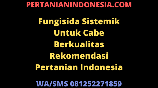 Fungisida Sistemik Untuk Cabe Berkualitas Rekomendasi Pertanian Indonesia